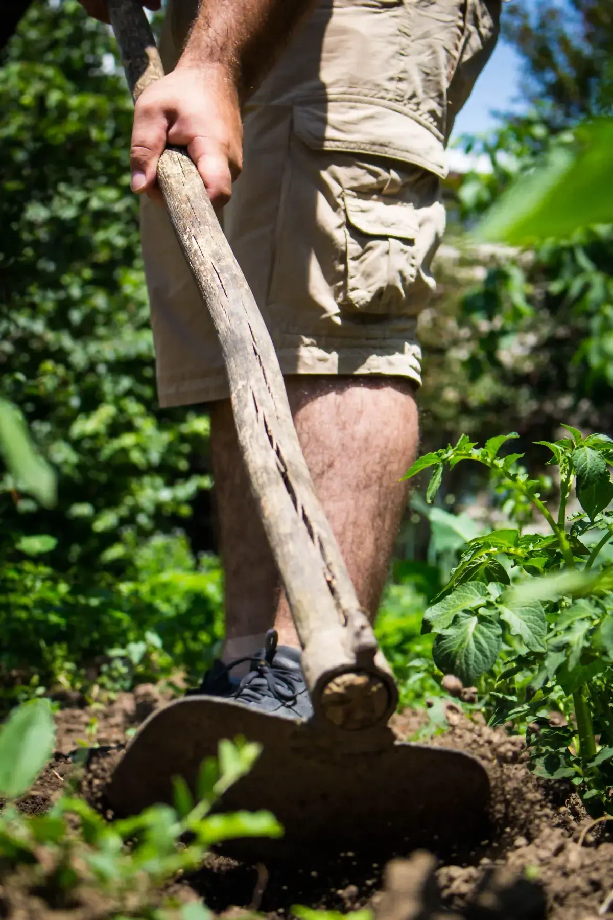 Beetpflege im Garten: Gärtner lockert mit einer Hacke den Boden zwischen jungen Pflanzen