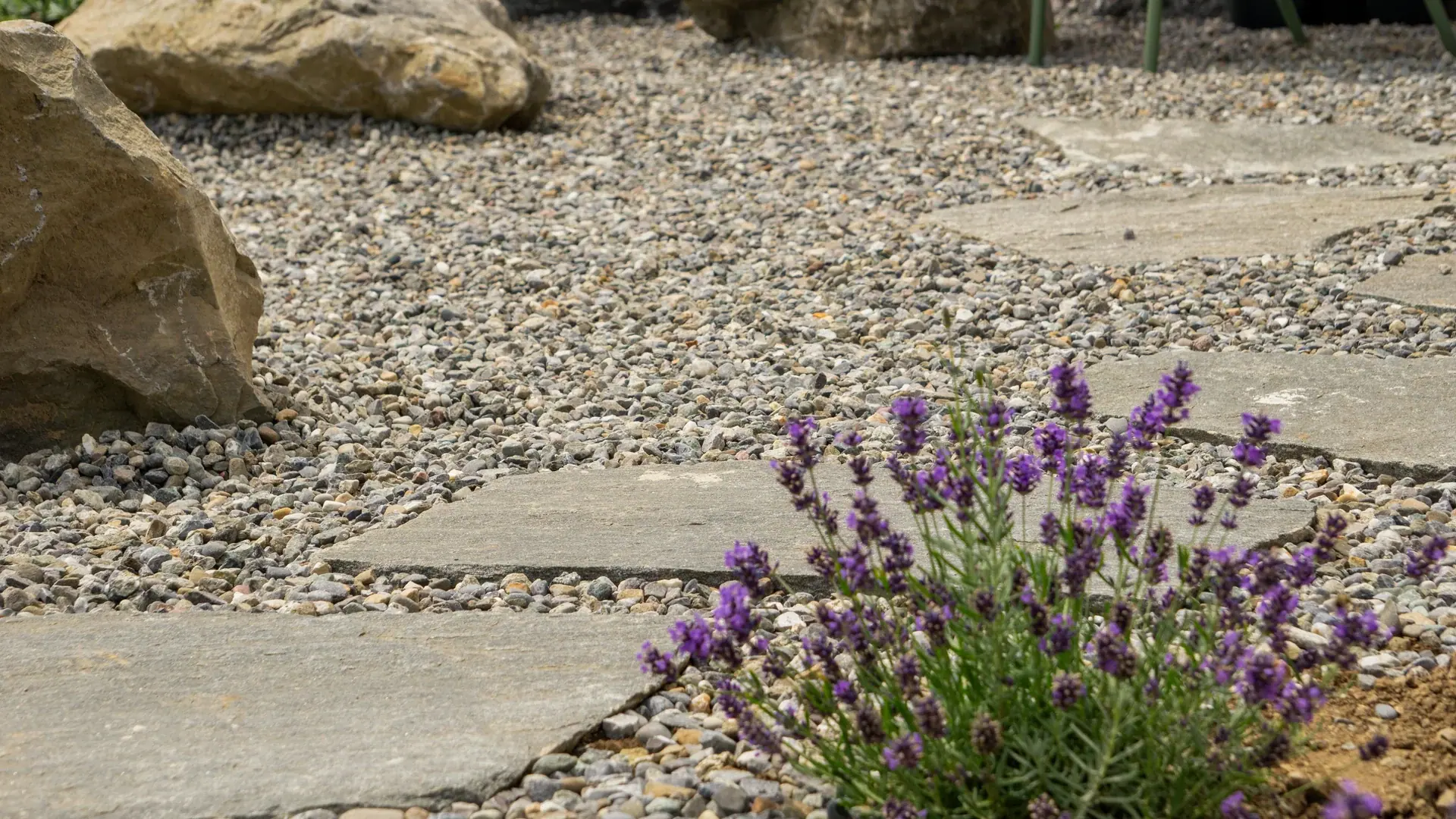 Findlinge und Lavendel in einem Kiesgarten.