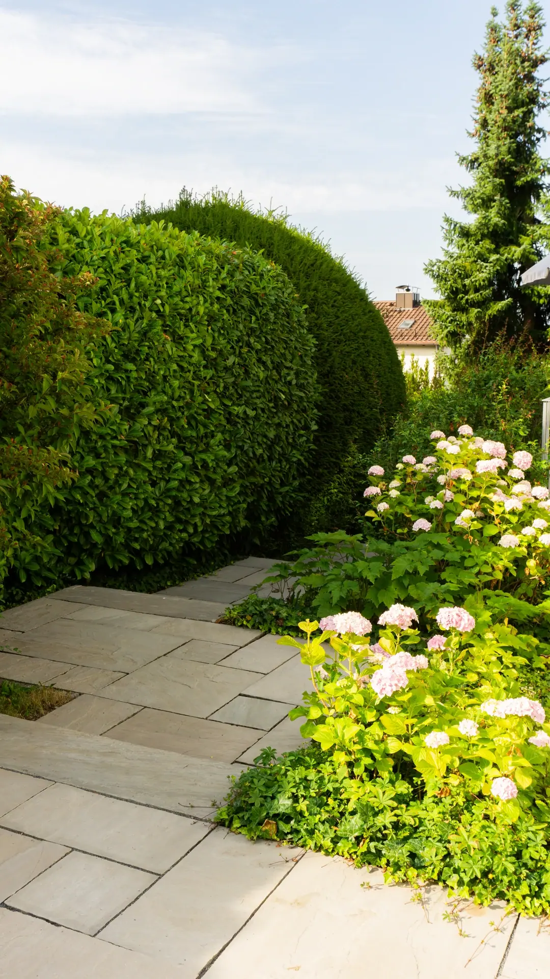 Gartenweg zwischen Hecken und weißen Hortensien.