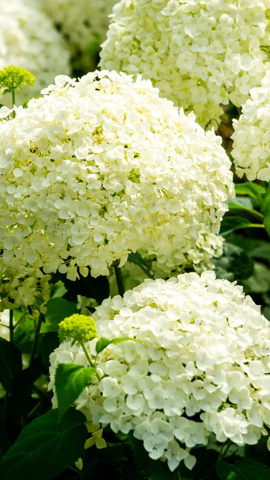 Nahaufnahme weißer Hortensienblüten.