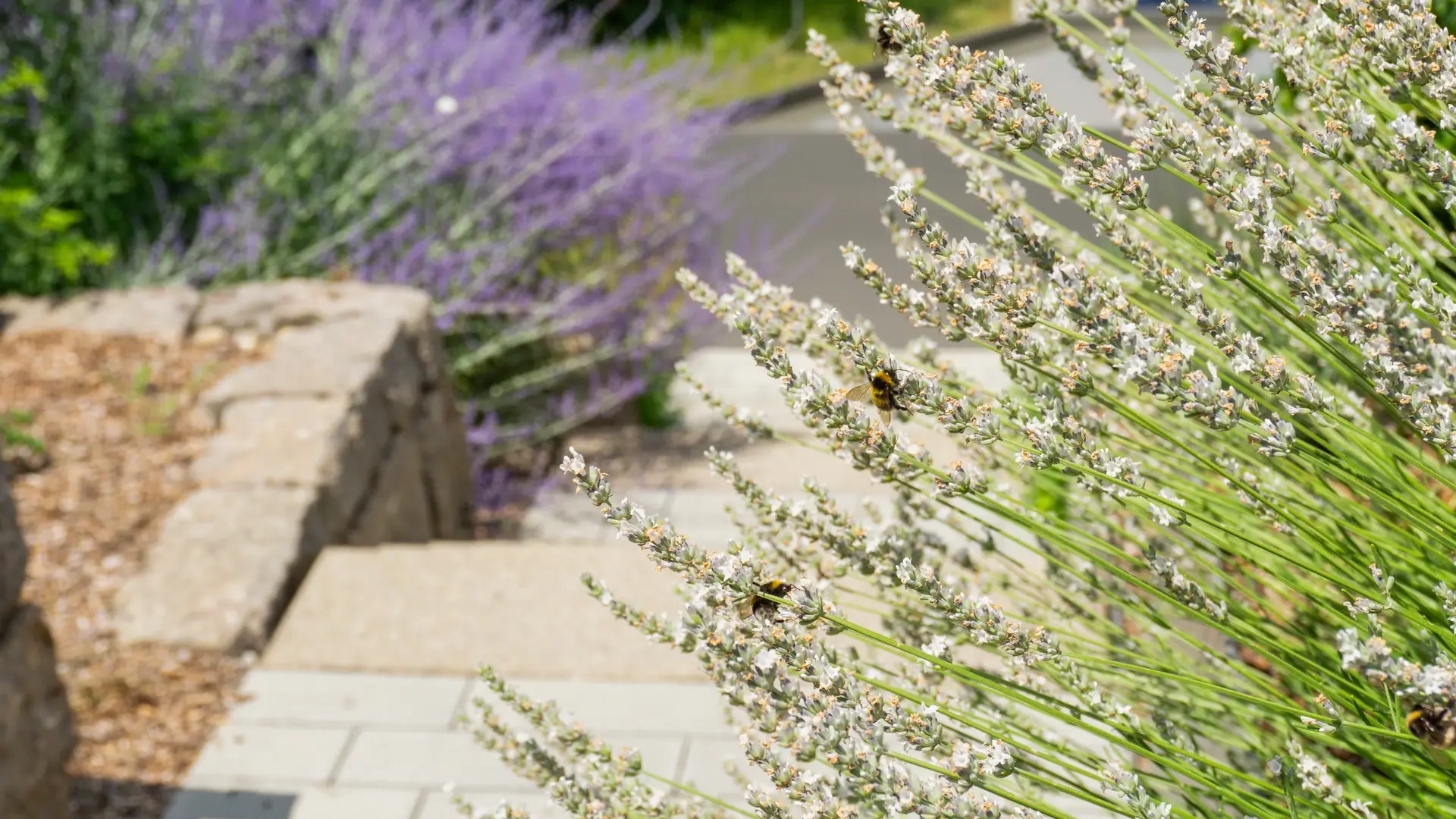Lavendel mit Hummeln neben einem Gartenweg.