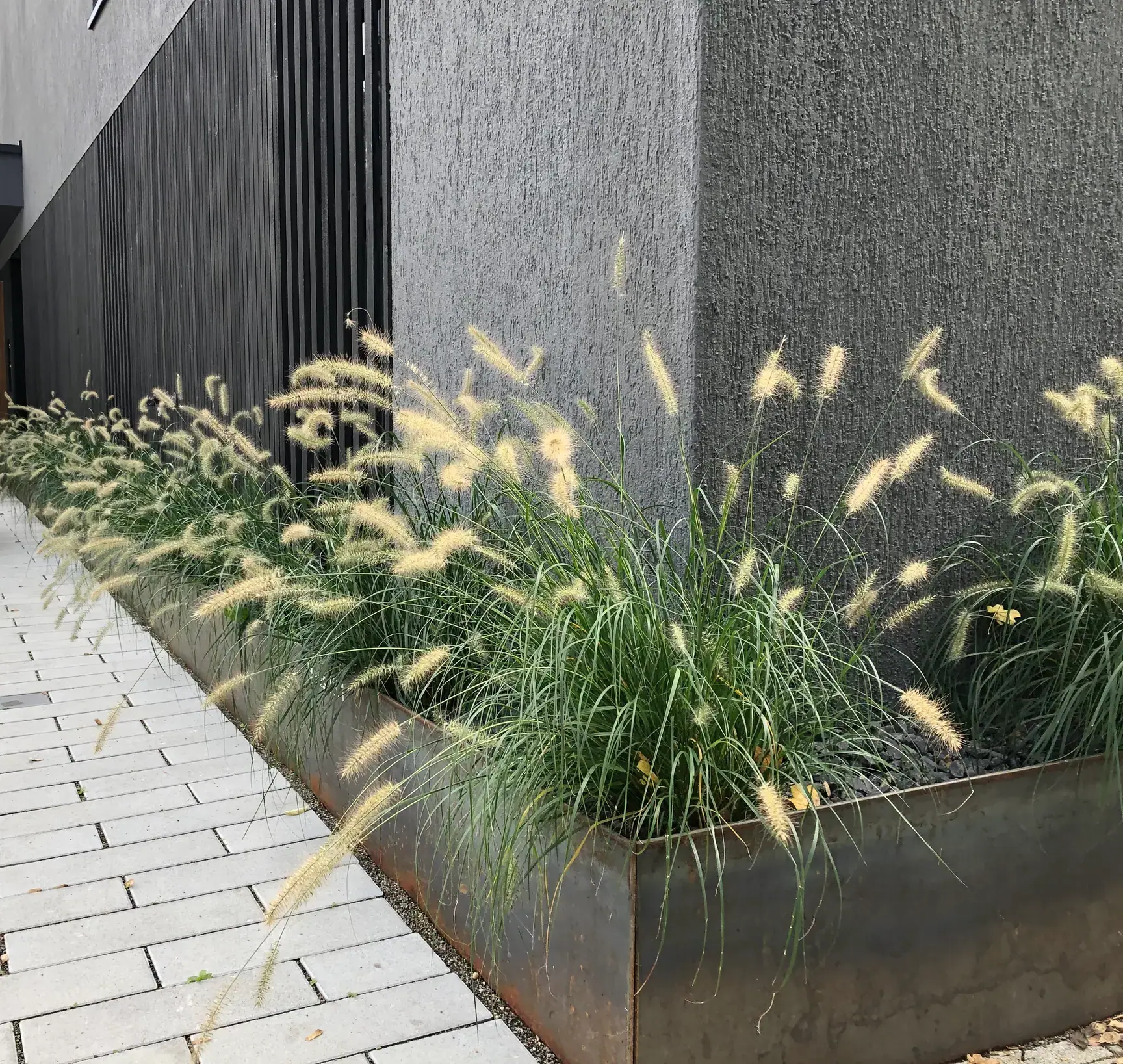 Ziergräser in einem Stahlbeet vor einer dunklen Fassade neben einem gepflasterten Weg.