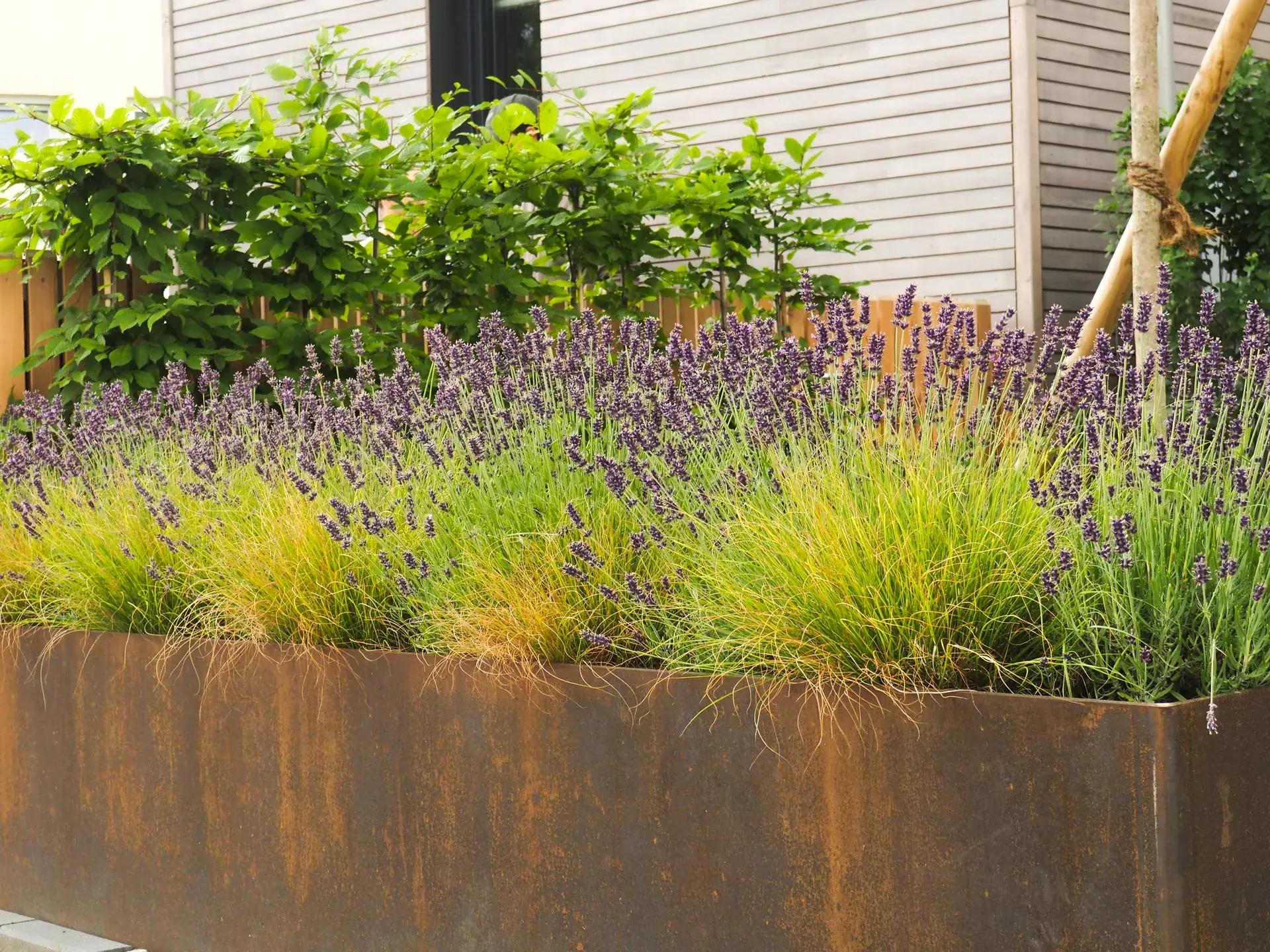 Ziergräser und Lavendel in einem erhöhten Stahlbeet.