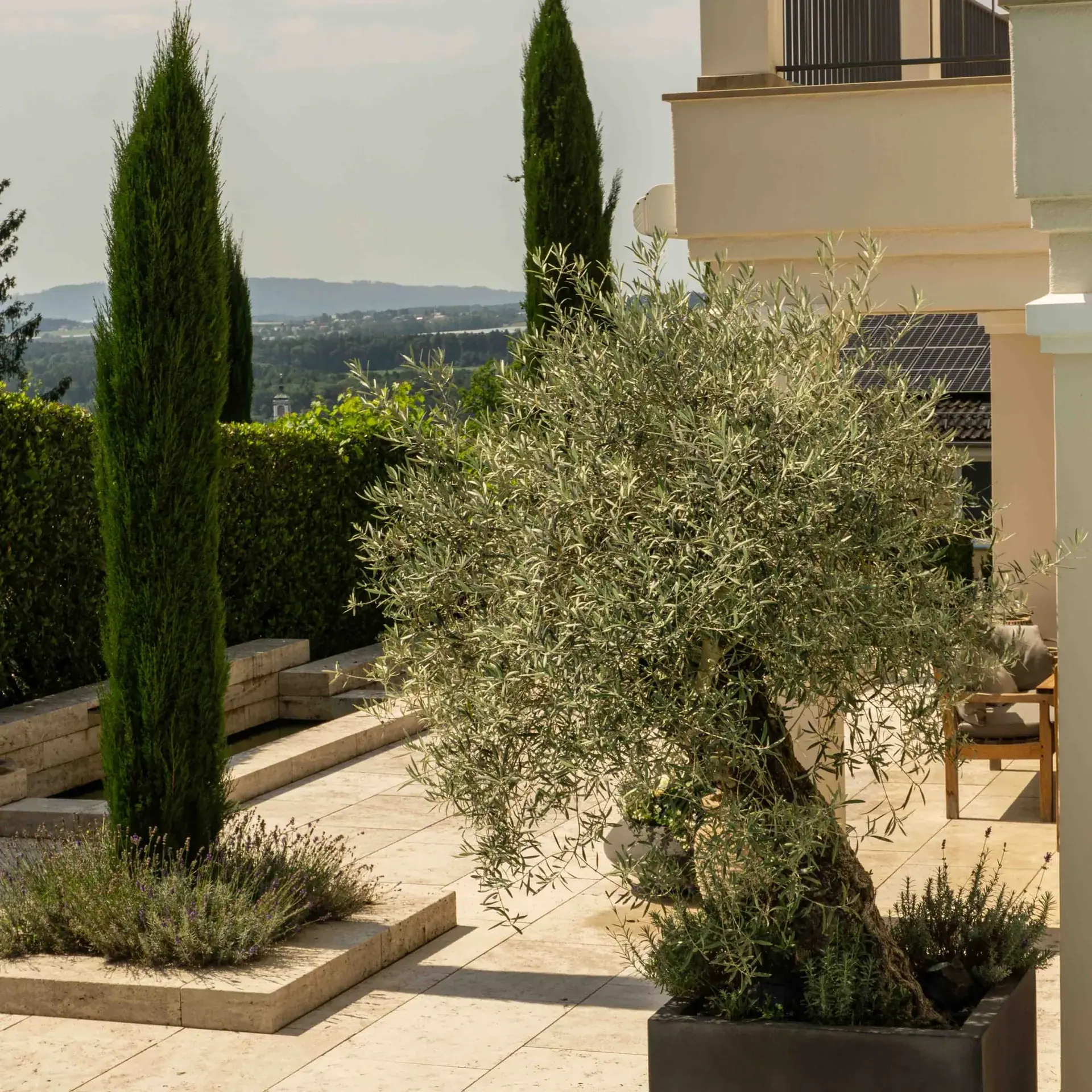 Visualisierung einer Terrasse mit Olivenbäumen und schlanken Zypressen.